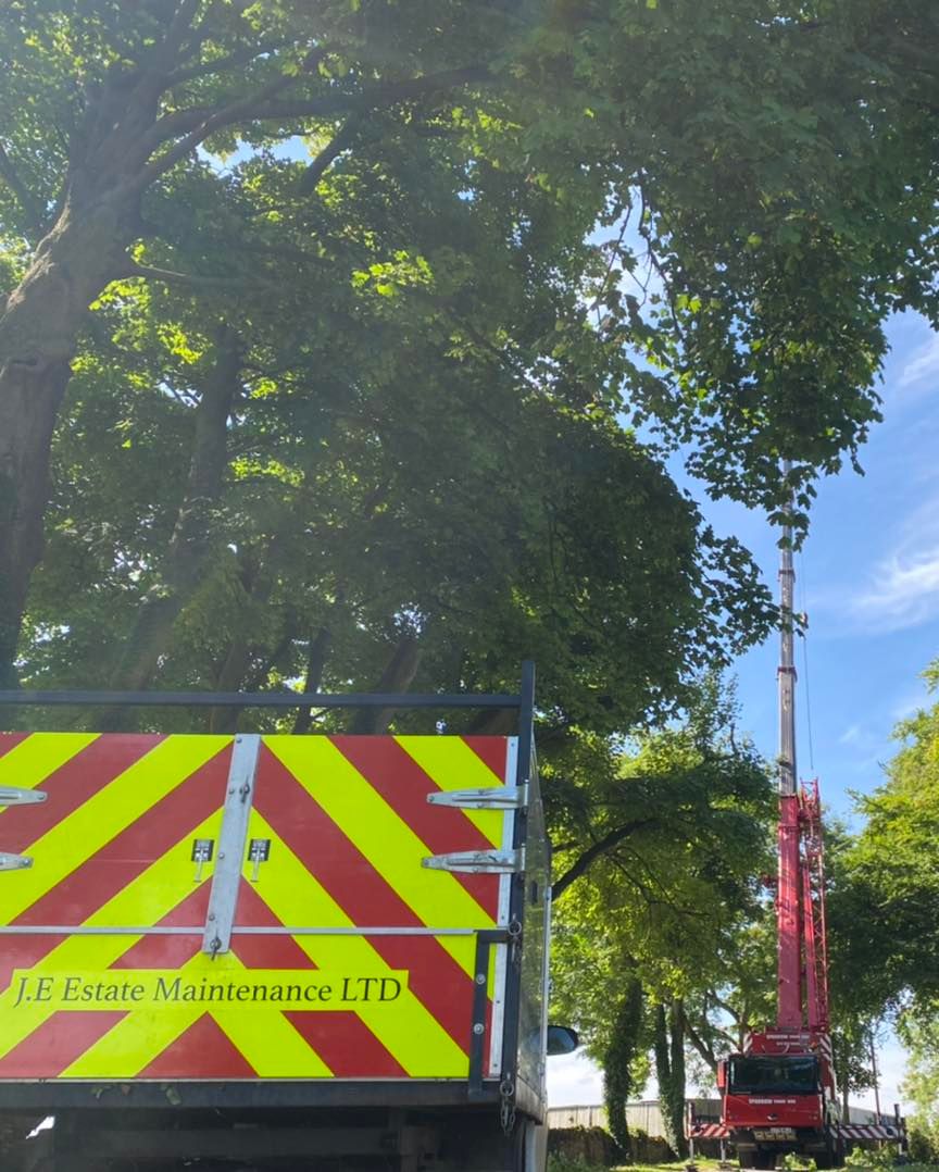 crane tree removal