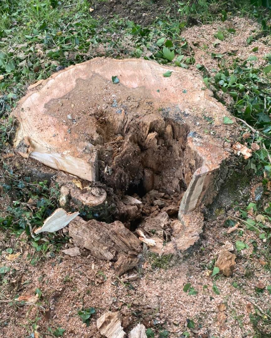 tree-stump