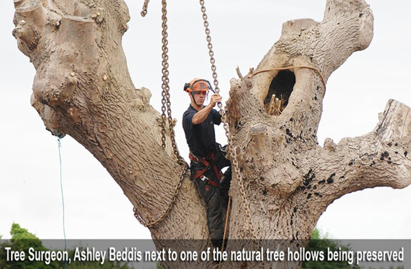 tree-in-chains